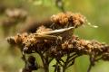 Grasshoppers and Bush-crickets: Lesser Marsh Grasshopper (Chorthippus albomarginatus)